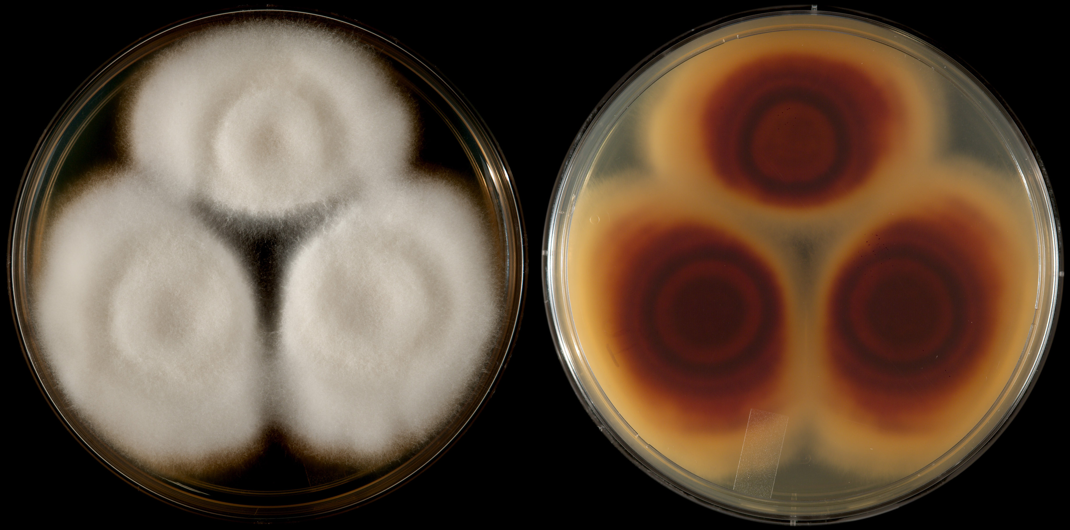 Trichophyton rubrum.– На среде Сабуро